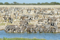 Zebras drinking at waterhole