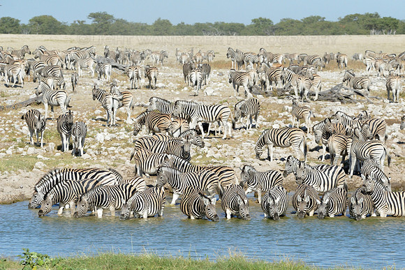 Zebras drinking at waterhole