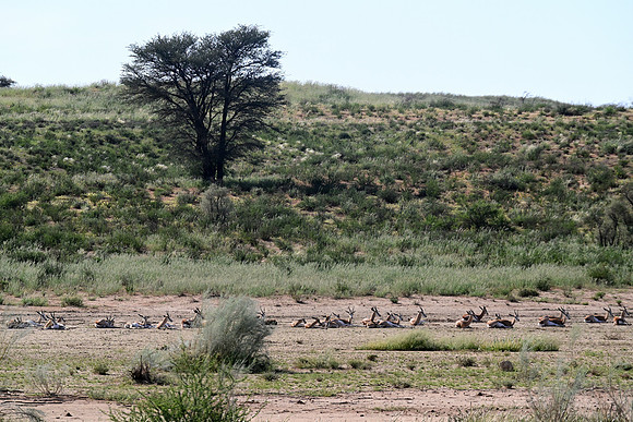 Springbok
