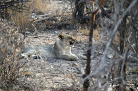 Lion cub