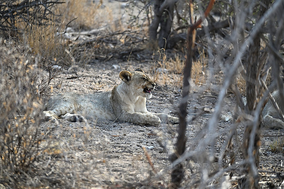 Lion cub