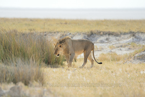 Lion