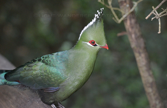 Knysna Loerie