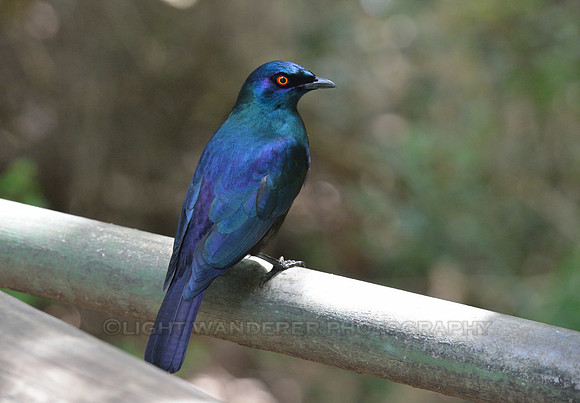 Greater Blue Eared Starling