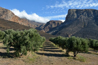 Olive grove near Prince Albert