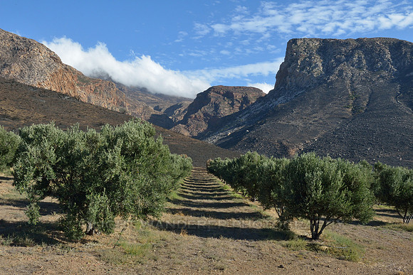 Olive grove near Prince Albert