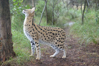 Serval at Tenikwa Wildlife Centre