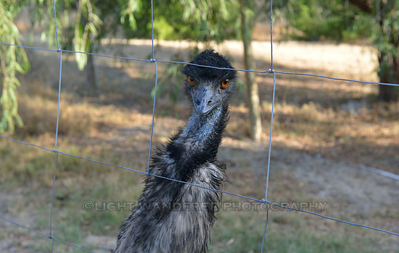 Young ostrich