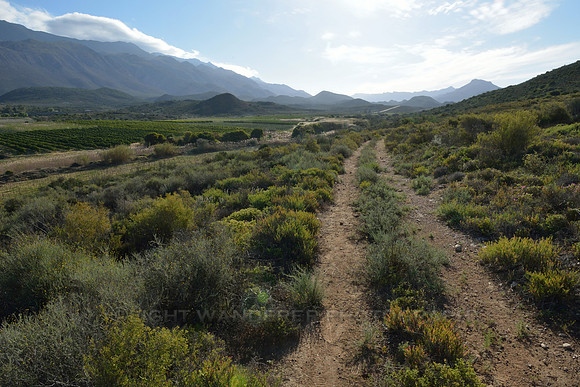 Jeep track through bush