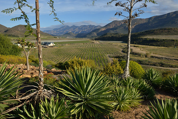 Wine estate in a valley