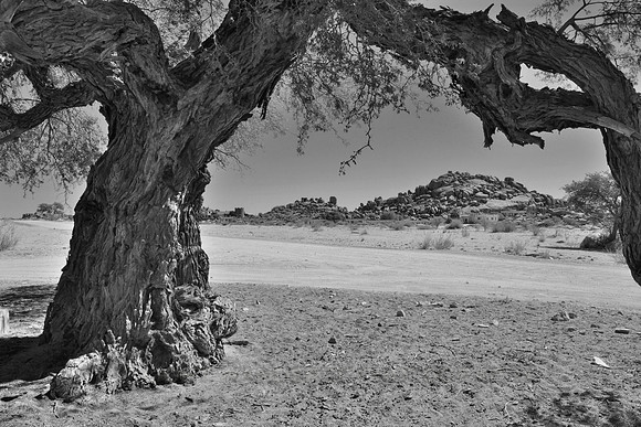 Old Acacia tree in Namibian desert