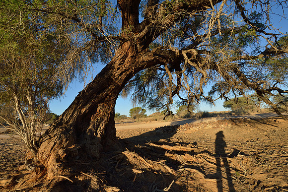 Old acacia tree, a shadow of photographer