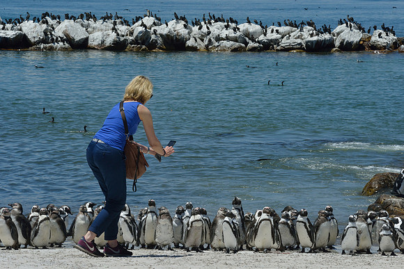 Woman photographing African Penguins