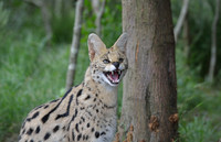 Serval showing teeth