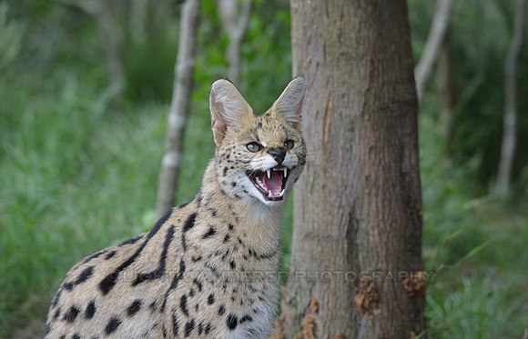 Serval showing teeth