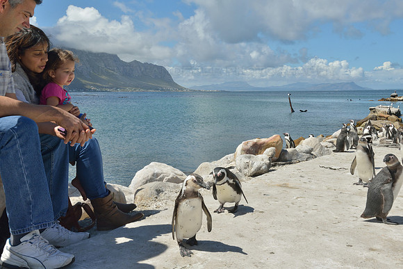 Little girl watching penquins
