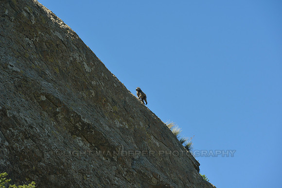 Chacma baboon on the high cliff