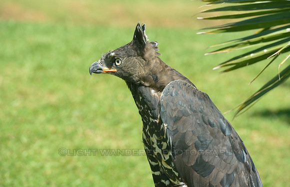Raptor at Falcon Ridge Bird of Prey Center