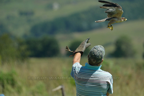 Peregrine falcon released to the air