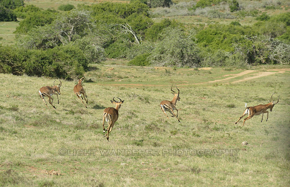 Young male impala