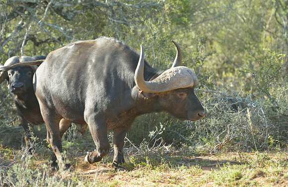 Buffalo with massive horns