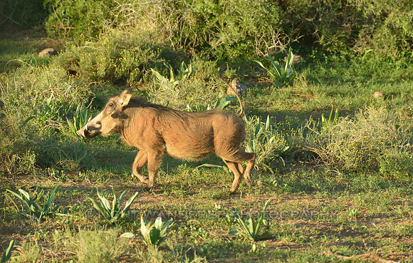 Male warthog