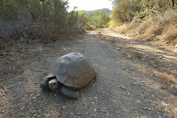 Meeting with a tortoise in Little Karoo