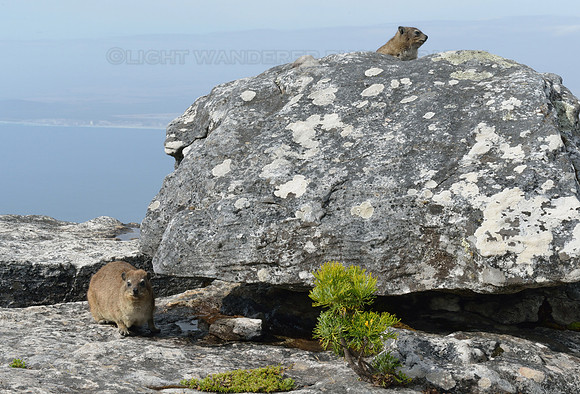 Dassies on top of the Table Mountain