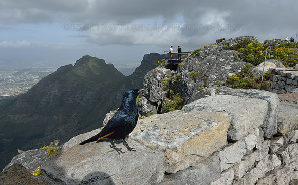 Starling at the view point