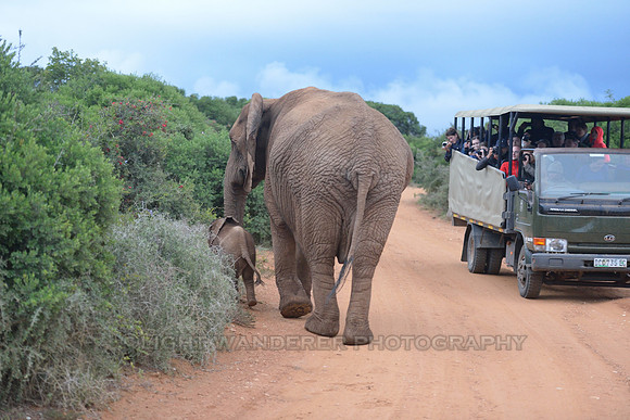 Bay elephant with mother