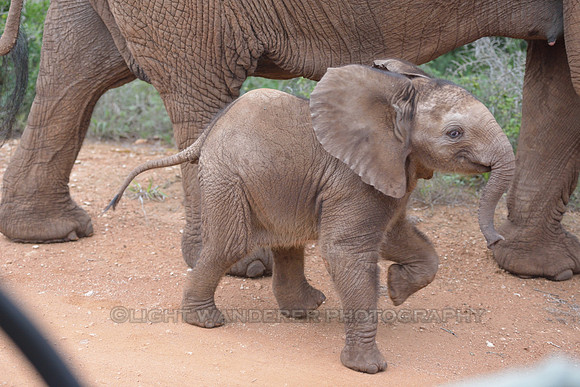 Baby elephant with mother