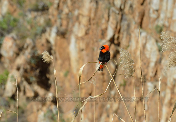 Southern Red Bishop