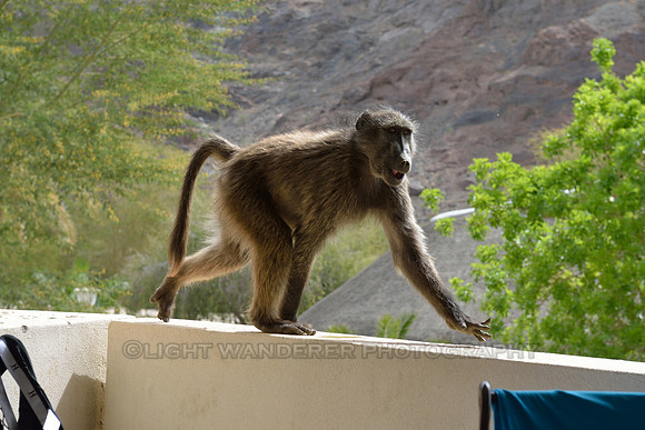 Young baboon at hotel balcony