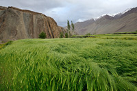Evening wind in barley field