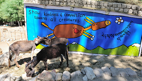 Donkey sanctuary