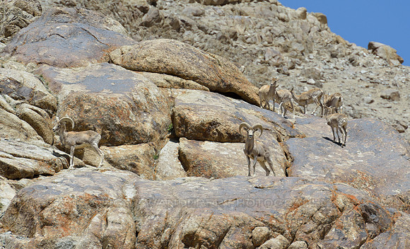 Ladakh Urial