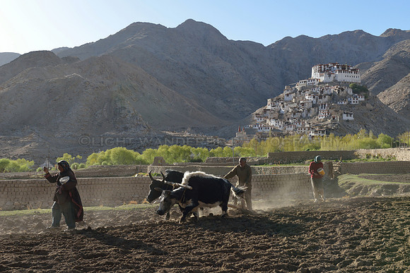 Planting barley