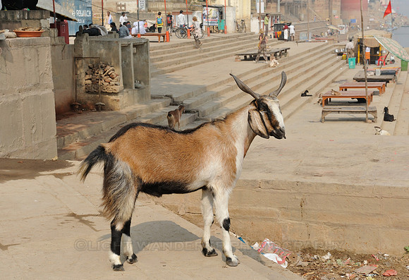 Large male goat
