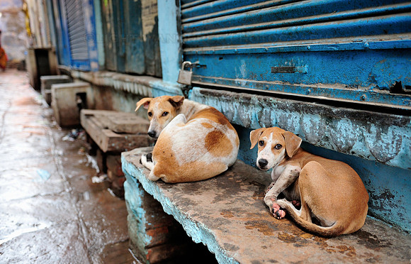 Streetdogs resting in alley