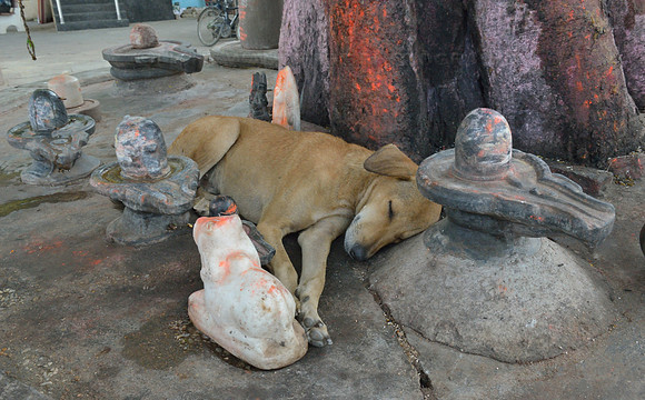 Street dog sleeping between religious objects