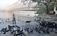 Man, dog and pigeons on Hooghly river bank