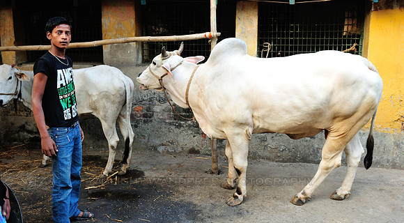 Young man with a bull and a cow
