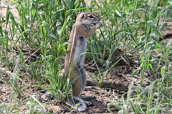 Ground squirrel