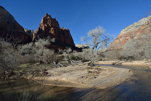 Tree on a sandy bank inside river bend