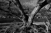 Tree with thick ridged bark