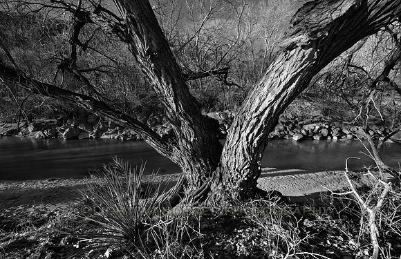Tree with thick ridged bark