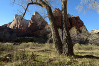 Tree with background of Three Patriarchs