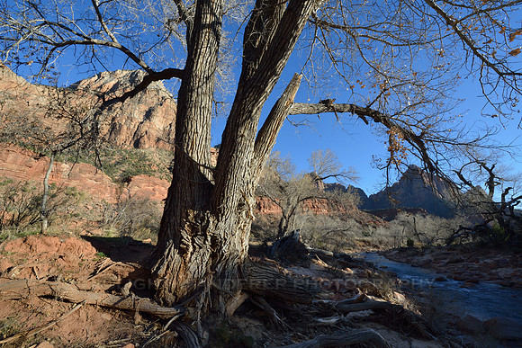 Tree growing by the Virgin river