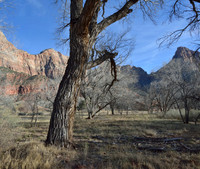 Tree, grassland, red rock walls in late afternoon sun