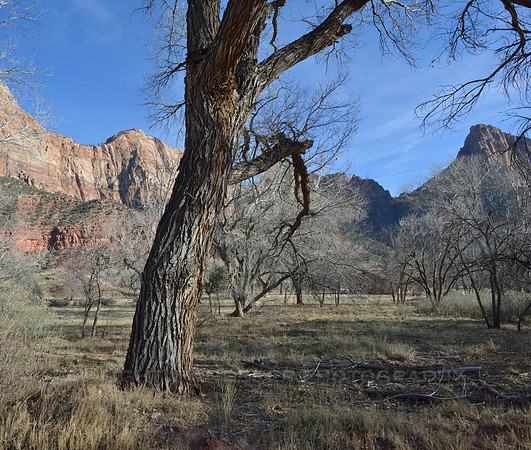Tree, grassland, red rock walls in late afternoon sun
